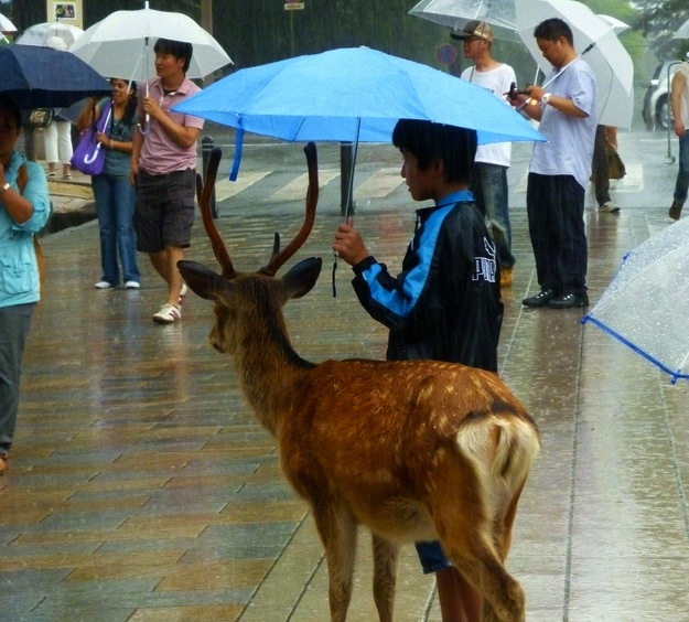 Kid-sharing-his-umbrella-with-a-deer